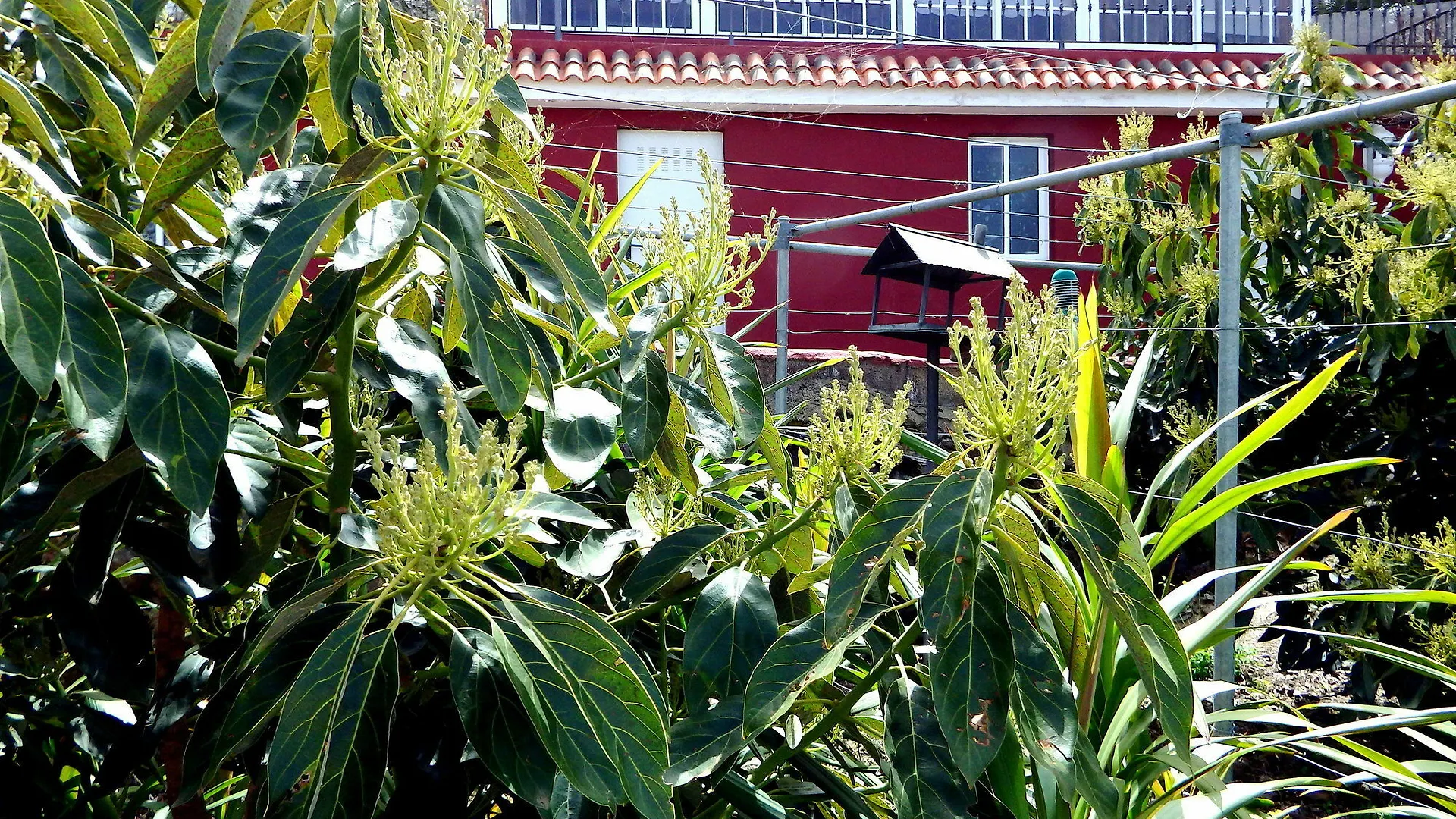 Finca La Chamusca Villa Icod De Los Vinos Holiday home